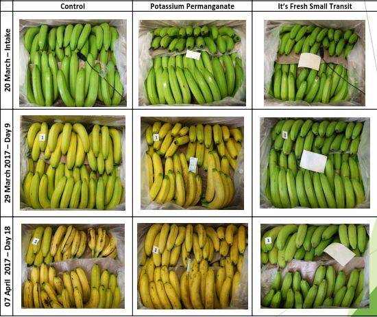 英國食品科技公司開發新型保鮮技術，顯著延長香蕉保鮮期